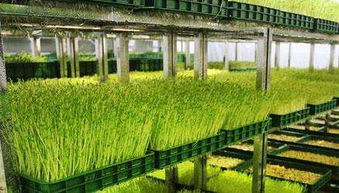 菜立方 在市场上占尽先机