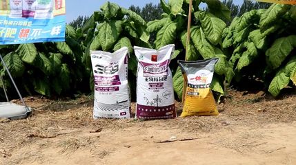 烟草死棵怎么办,科学施肥助力“烟都”烟草增产提质