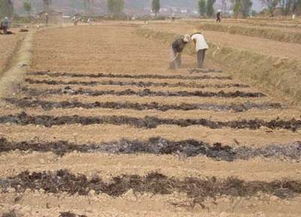 东营自走式翻堆机 有机肥翻抛的绿色环保新选择