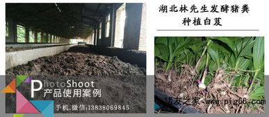 哪个厂的猪粪发酵剂用的人多产品靠谱
