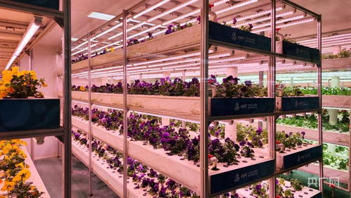 山东寿光菜博会 探秘新奇蔬菜与智慧肥料的绿色盛宴