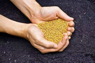 如何科学施肥，有效提升化肥利用率